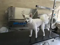 Amico Animale