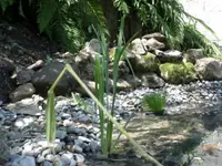 Gartenbau Birseck - Klicken Sie, um das Bild 2 in einer Lightbox vergrössert darzustellen