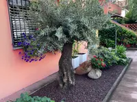 Buissonin Giardini