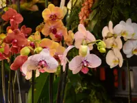 Atelier Cagna-Fleurs