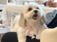 Hundesalon Wang Wuffi-Welt