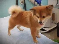 Hundesalon Zolli