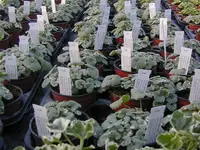 Blumenland Schweiz AG