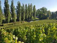 Domaine des Bonnettes - Vin Genève Suisse - Klicken Sie, um das Bild 10 in einer Lightbox vergrössert darzustellen