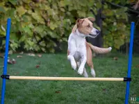 Hunde-Schule Manuela Albrecht