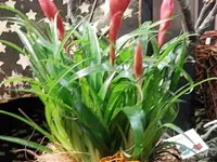 Fleur-antic Blumengeschäft