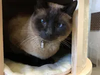 Hôtel pour chats 'Le Clozaley'