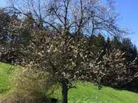 Ferme-Restaurant Pierreberg