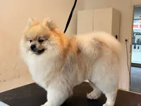 Salon de toilettage INU