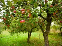 Aux 4 Fruits Sàrl - Klicken Sie, um das Bild 1 in einer Lightbox vergrössert darzustellen