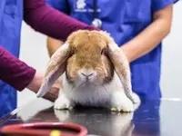 Gesellschaft Schweizer Tierärztinnen und Tierärzte (GST) - Klicken Sie, um das Bild 2 in einer Lightbox vergrössert darzustellen