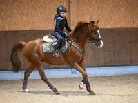 Reitsportzentrum St. Josefen AG - Klicken Sie, um das Bild 6 in einer Lightbox vergrössert darzustellen