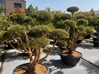 Pépinières Meylan SA