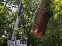 Les Artisans de L'Arbre Sarl