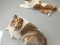 Agota's Hundesalon