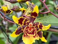 Orchidable di Andrea Martina