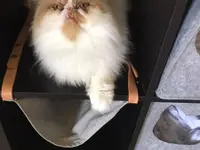 Hôtel pour chats 'Le Clozaley'
