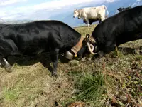 Ferme des Trontières Randogne