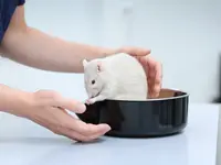 Kleintierpraxis Vivavet GmbH