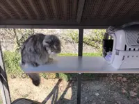 Hôtel pour chats 'Le Clozaley'