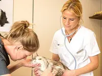 Tierklinik Interlaken AG - 24/7 Notfalldienst - Klicken Sie, um das Bild 6 in einer Lightbox vergrössert darzustellen