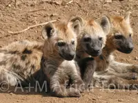 A + M Africa Tours GmbH