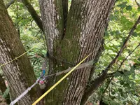 astwerk baumpflege - Klicken Sie, um das Bild 8 in einer Lightbox vergrössert darzustellen