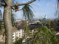 Baummaa Baumpflege GmbH