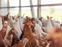 Soller Junghennen AG