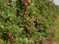 Grimm Obst u. Gemüsehandels AG - Klicken Sie, um das Bild 9 in einer Lightbox vergrössert darzustellen