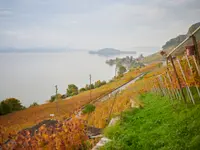 Weinbau Cordula Morgenegg-Posch