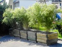Baummaa Baumpflege GmbH