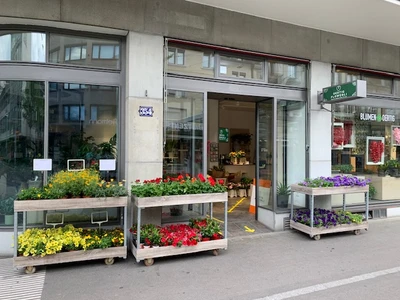 Oertig Blumen und Pflanzen Oerlikon