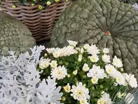 Marlene Keller Blumen an der Vordergasse GmbH