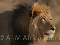 A + M Africa Tours GmbH