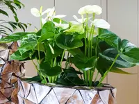 Pflanzenboutique Monika Herzog