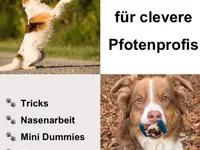 Hundetraining Dog Know How