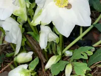 Royal Jardin sarl