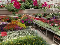 hollenstein blumengarten ag-Blumenshop-Gärtnerei-Gartenbau-Unterhalt-Grabpflege