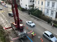 Baummaa Baumpflege GmbH