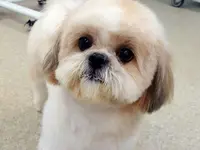 Hundesalon Zolli