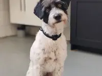 Agota's Hundesalon