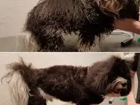 Hundesalon-Schönburg