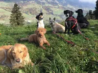 Hundetraum