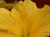 Blumen Eichenberger Horgen