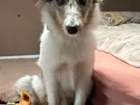 Studio Veterinario Ghiringhelli