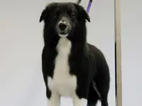 Hundesalon Isidora