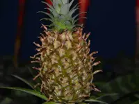 Genossenschaft Berner Blumenbörsen