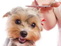 Hundesalon Pet Cut's