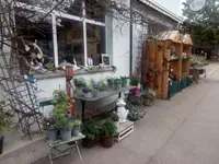 Blumen Haueter